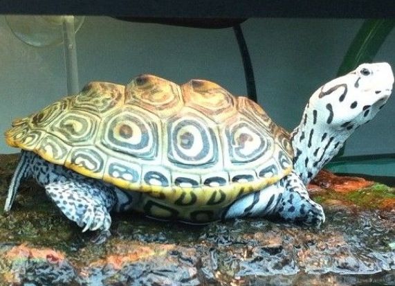  p>钻纹龟(学名: i>malaclemys terrapin /i>)是龟科,钻纹龟属动物.