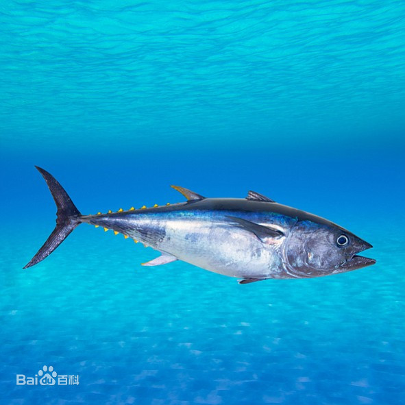 大西洋蓝鳍金枪鱼