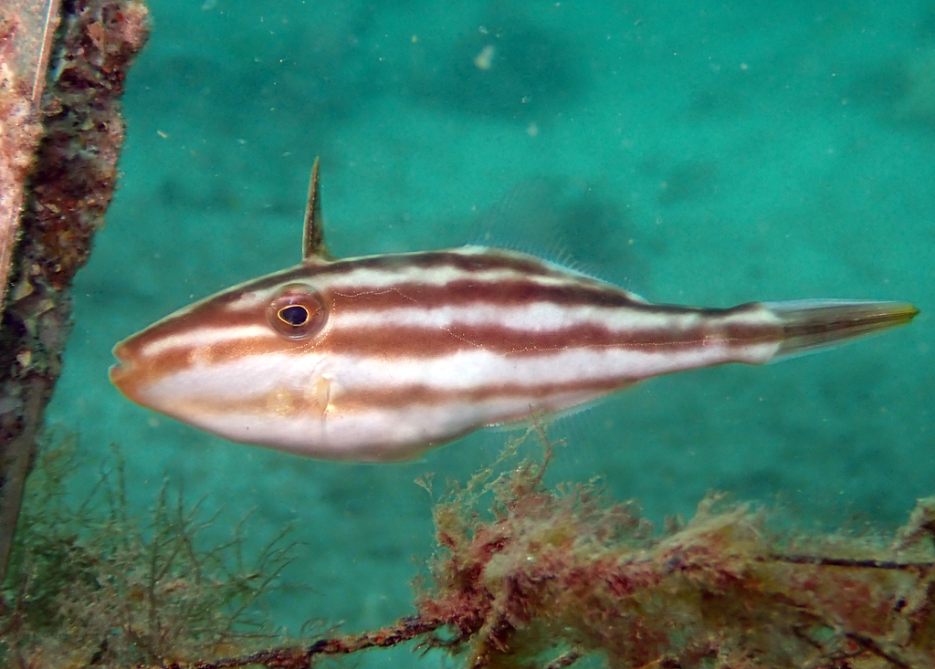 > a target="_blank" href="/item/单棘鲀科">单棘鲀科 /a>的其中一 a