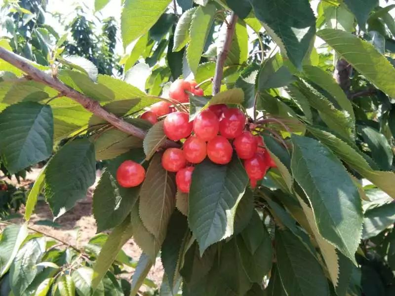 魏家村大樱桃园