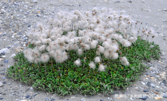 寿命高达100余年，珍惜古老的植物——仙女木_百科TA说