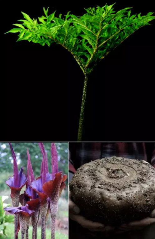 蒟蒻 一种充满魔力的植物 百科ta说