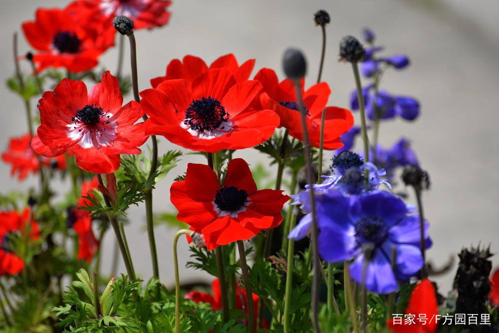 玩好球根植物 其实很简单 入手欧洲银莲花 百科ta说