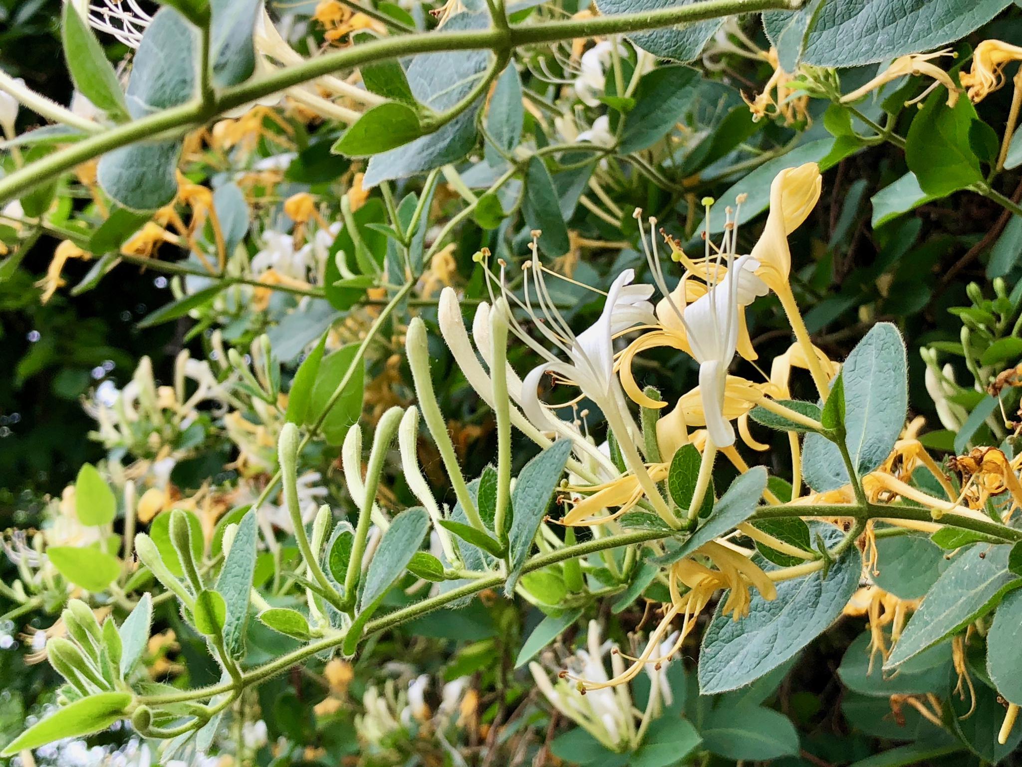  p>金银花 ,正名为 a target="_blank" href="/item/忍冬/758885"