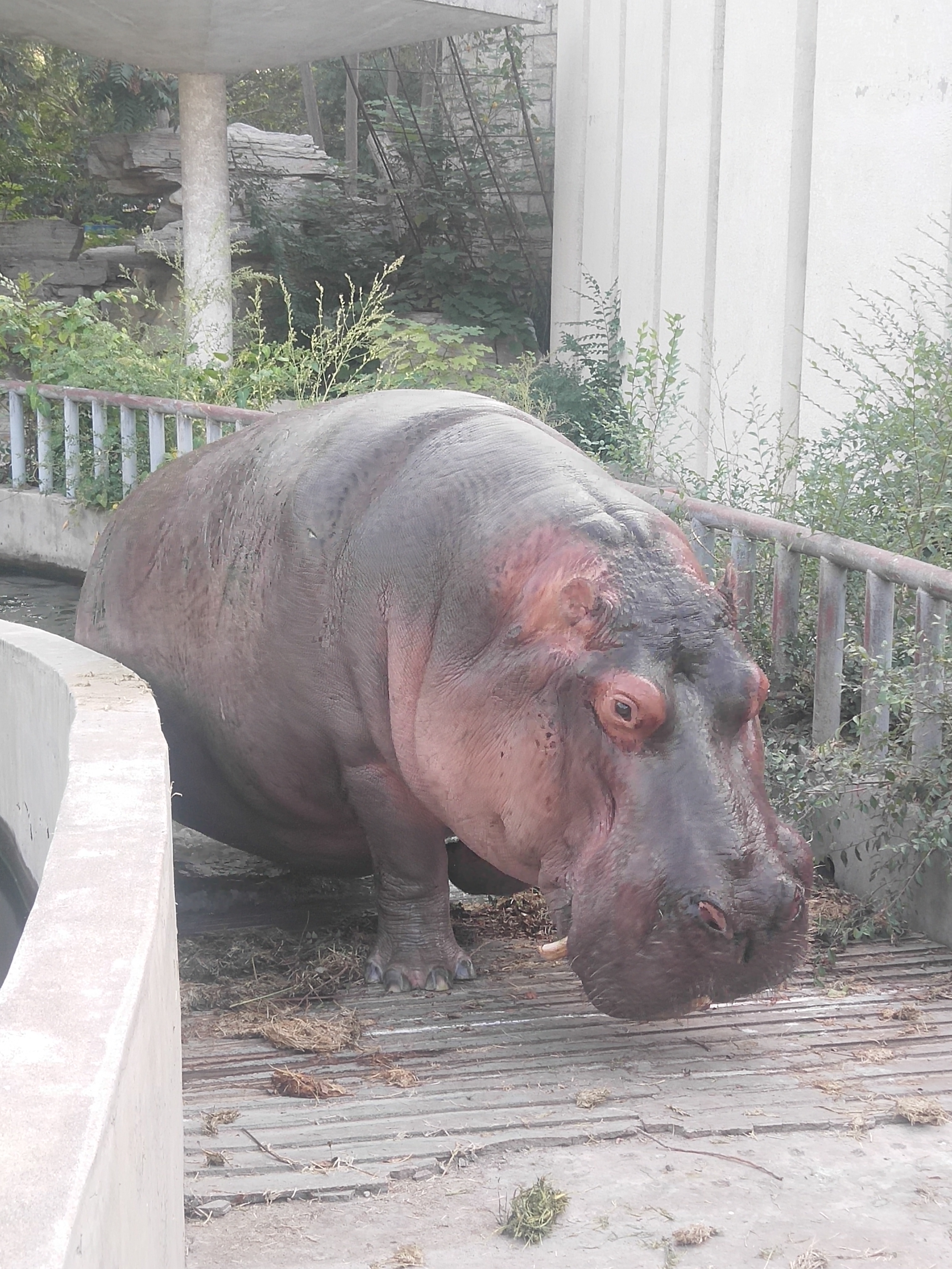 河马是巨大的陆栖动物之一,亦是陆地上体型(按平均值算)仅次于大象和