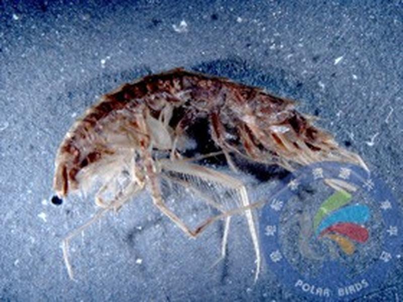 南极细钩虾