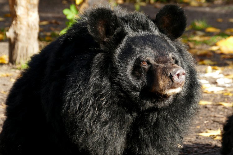 asiatic black bear