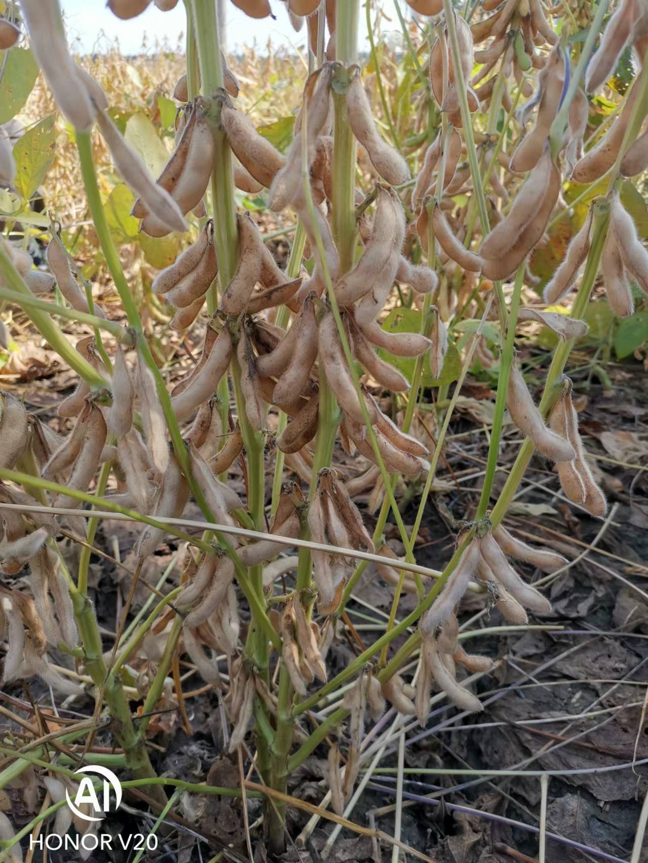 区域试验结果:生育期104天,比对照菏豆12号早熟1天; a target="_blank