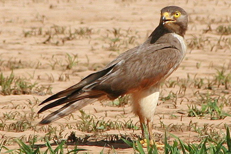  p>蝗鵟鹰(学名: i>butastur rufipennis /i>):是鹰形目,鹰科,鵟鹰属