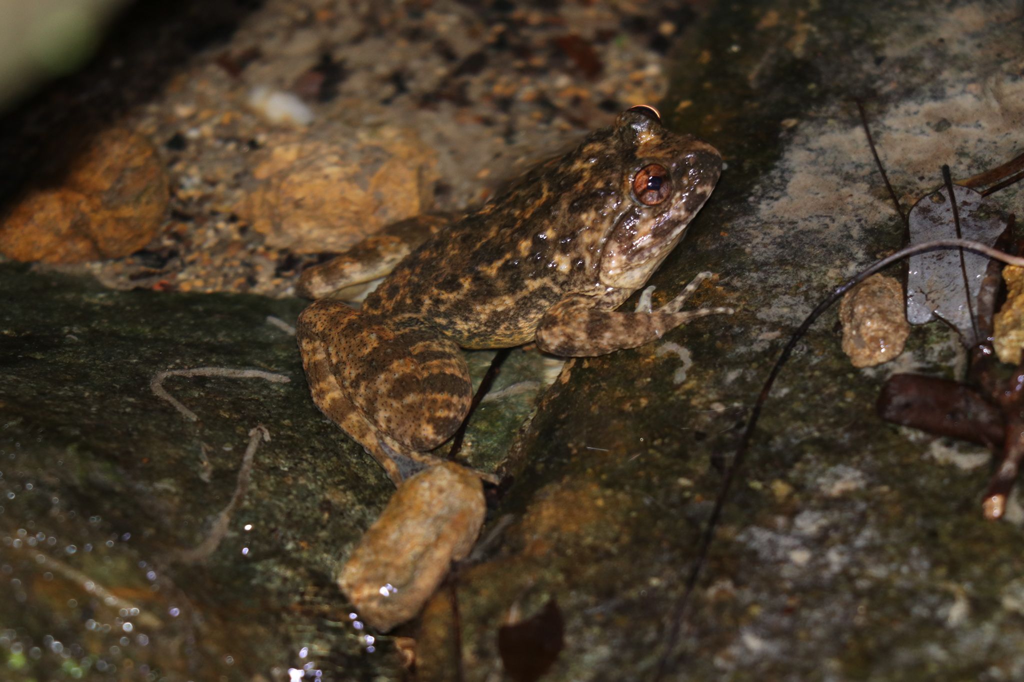  p>小棘蛙(学名: i>quasipaa exilispinosa /i>)是叉舌蛙科,棘胸蛙属