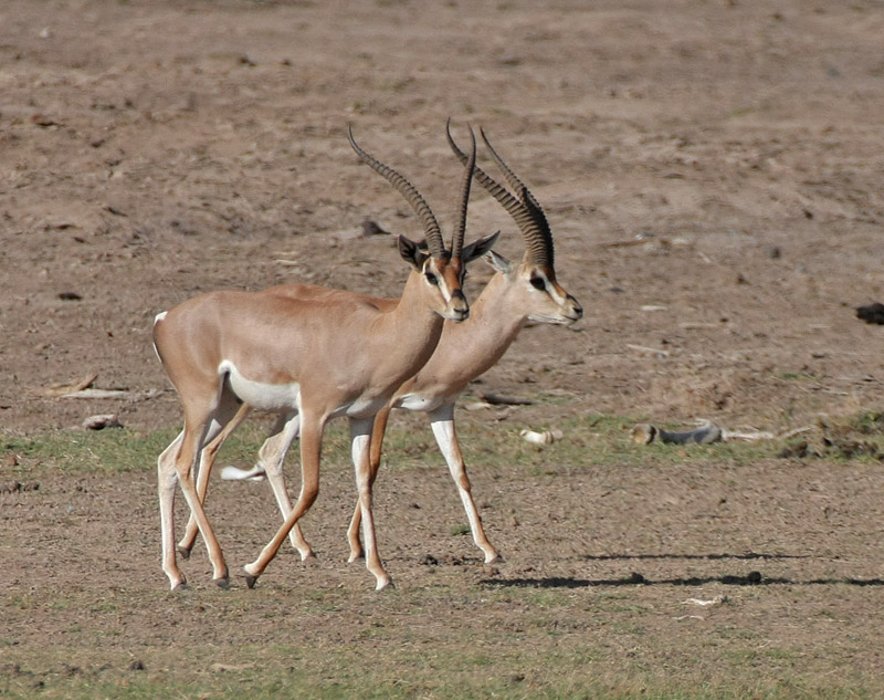  p>葛氏苍羚(学名: i>nanger granti /i>):是偶蹄目,牛科,苍羚属的