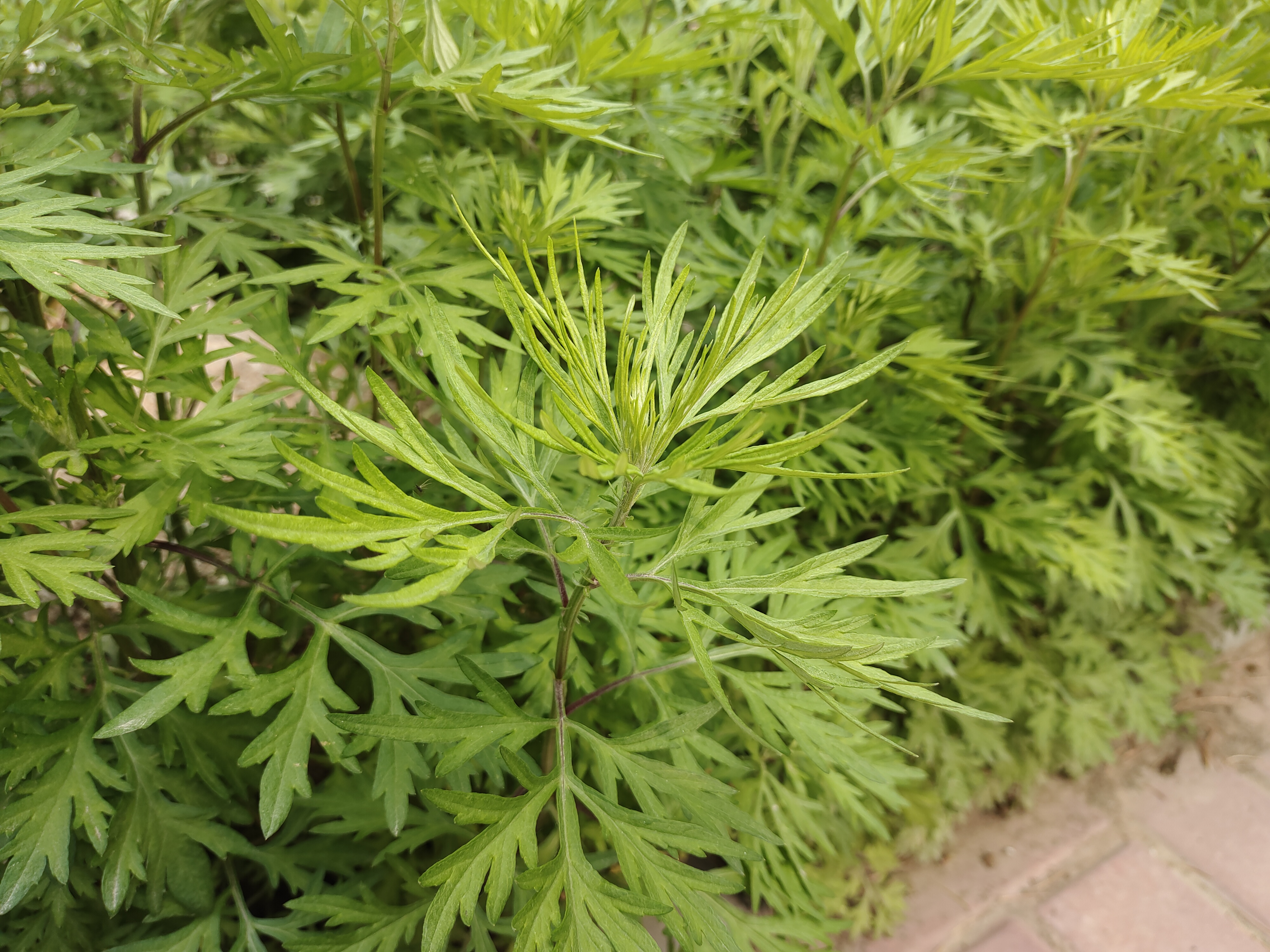  p>野艾蒿(学名: i>artemisia lavandulifolia /i> dc.