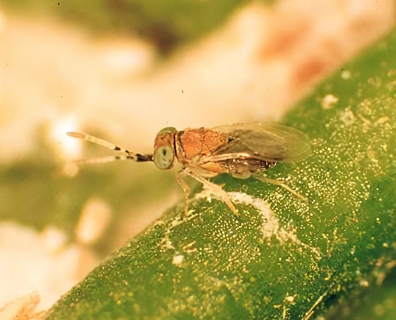 长索跳小蜂属于 a target="_blank" href="/item/跳小蜂科/6264556"