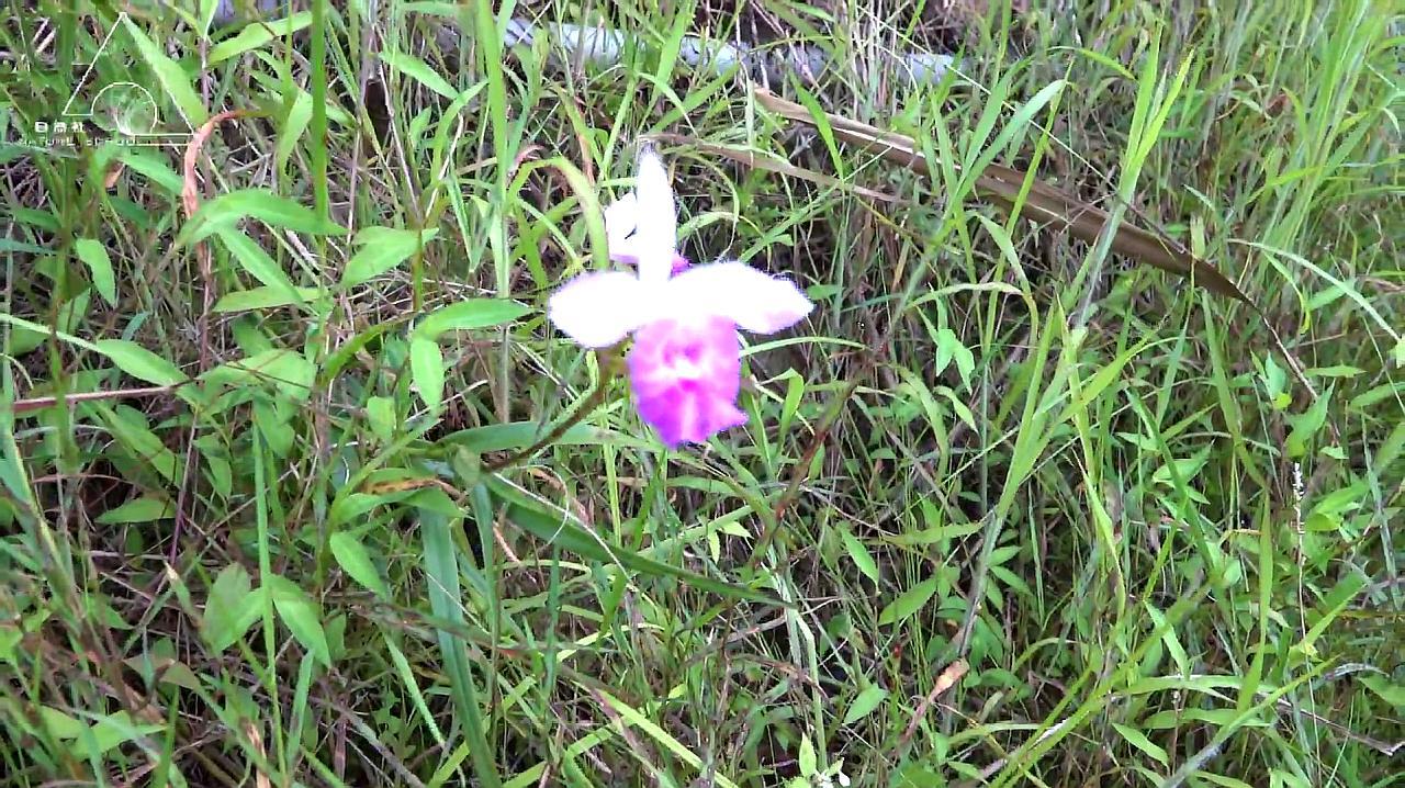 竹叶兰 兰科竹叶兰属植物 百度百科