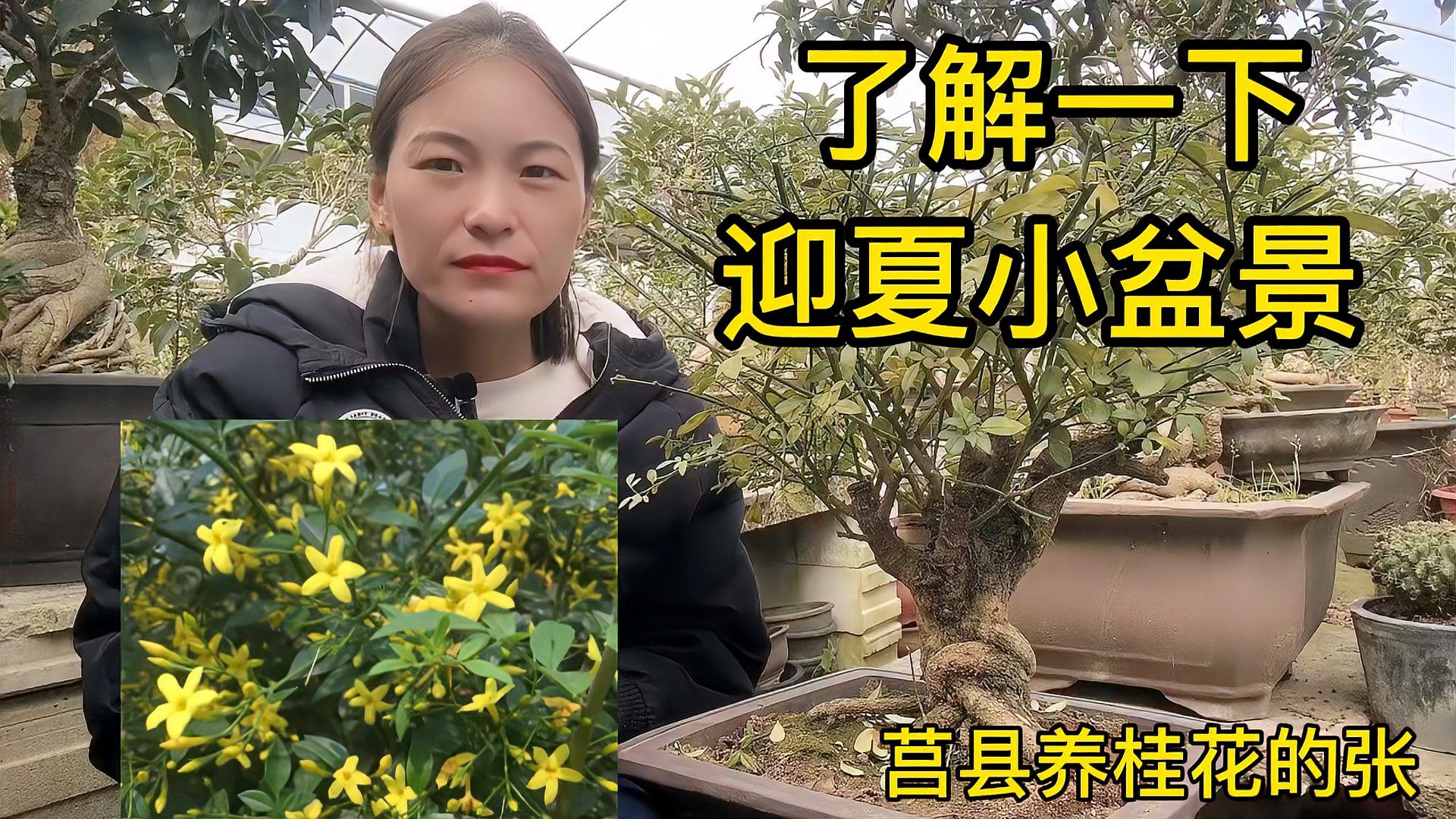 探春花 百度百科