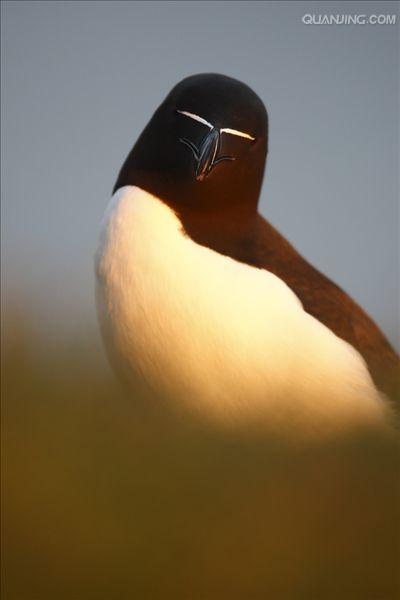  p>刀嘴海雀(学名: i>alca torda /i>) a href="#" data-lemmaid="