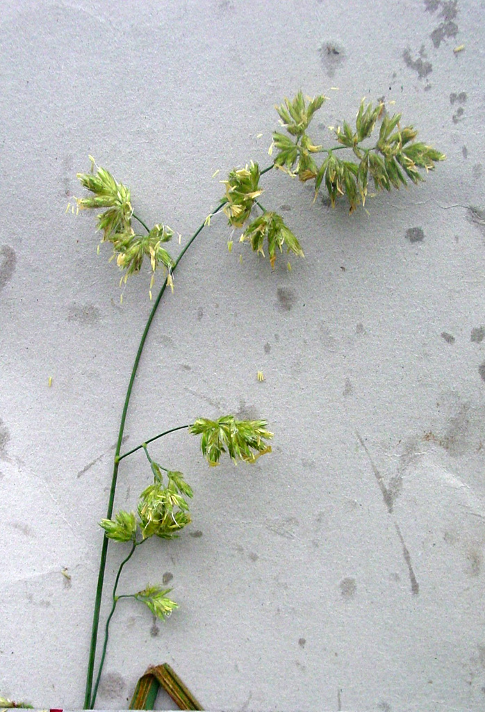 是禾本科,鸭茅属多年生 a href="#" data-lemmaid="541696">草本 /a>