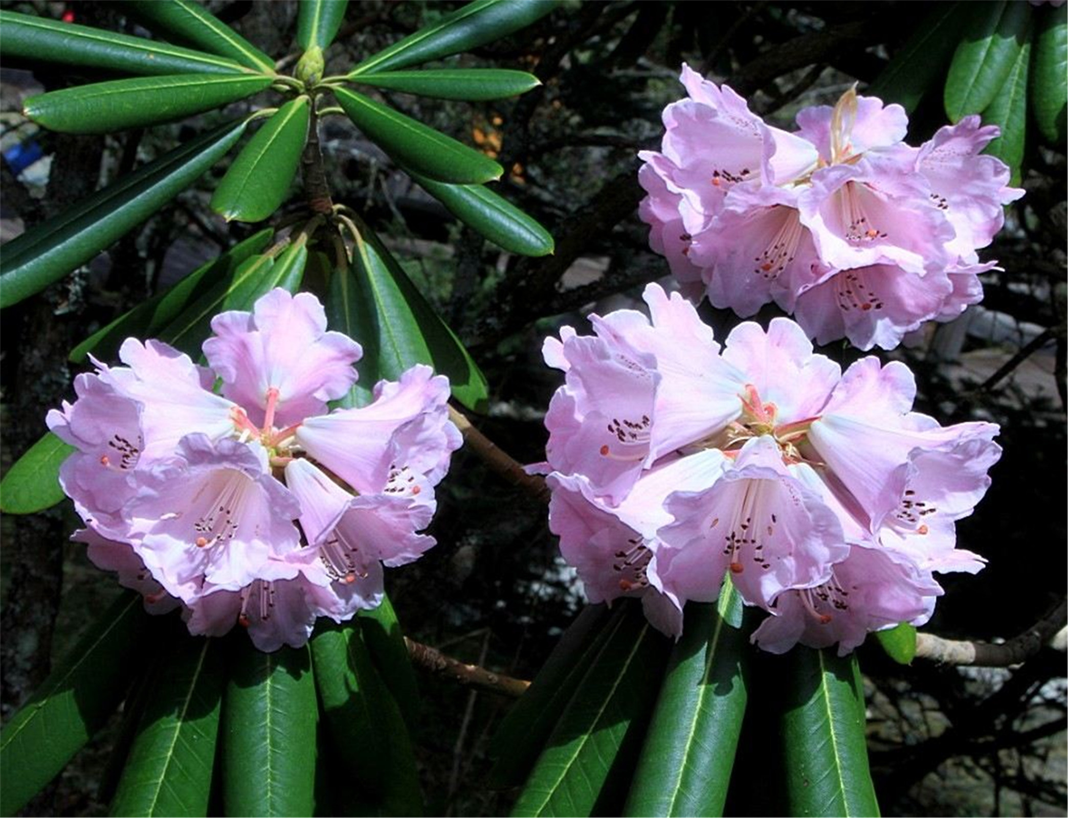  p>高山杜鹃(学名: i>rhododendron lapponicum /i> (l.) wahl.