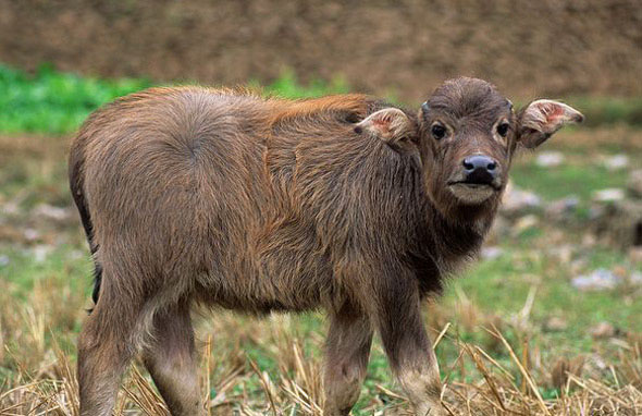  p>水牛(学名:bubalus bubalus,英文名称:asian buffalo)也叫印度水牛