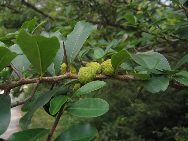  p>构棘(学名: i>maclura cochinchinensis  /i>(loureiro) corner)是