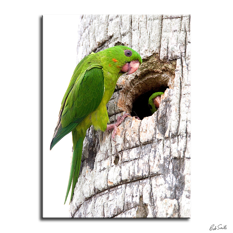 青绿锥尾鹦鹉指名亚种