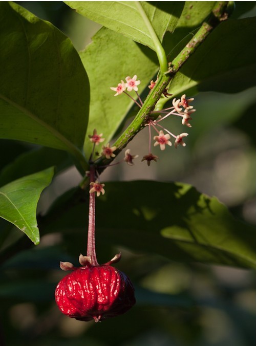  p data-id="gnb43co7tb">长梗守宫木( i>sau