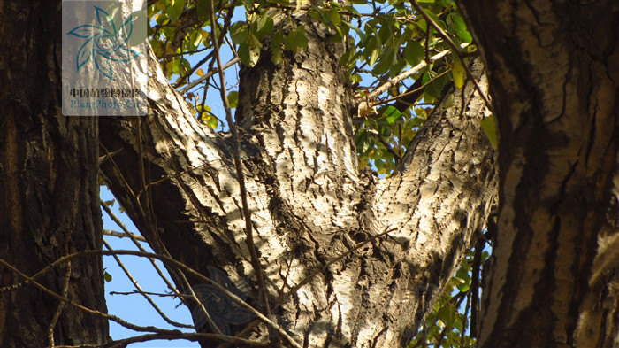  p>欧洲大叶杨为 a href="#" data-lemmaid="3