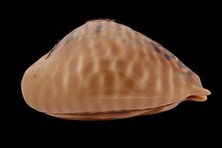  p>鼠宝螺(学名:muracypraea mus mus)是腹足纲宝螺科的 a href="#"