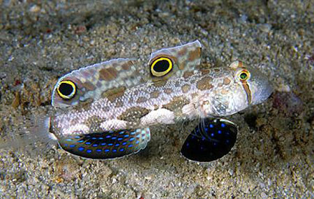 双斑显色虾虎鱼