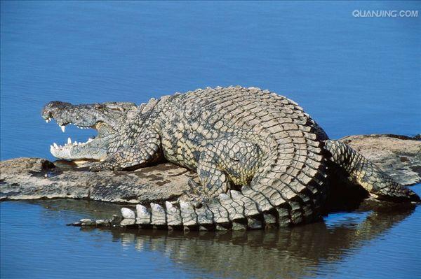  p>尼罗鳄(学名: i>crocodylus niloticus /i>),是非洲最大的鳄鱼和最