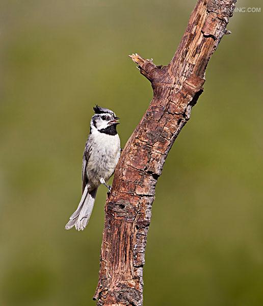  p>白眉山雀(学名: i>parus superciliosus /i>)为 a target="_blank"