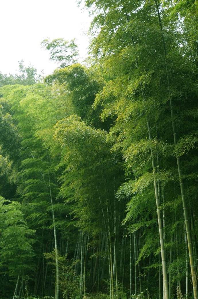  p>毛玉山竹( a target="_blank" href="/item/学名/8074290" data