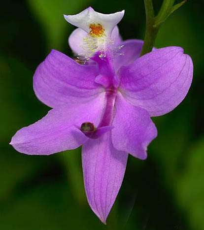  p>沼泽美须兰(学名:calopogon tuberosus)生长环境见于 a target="