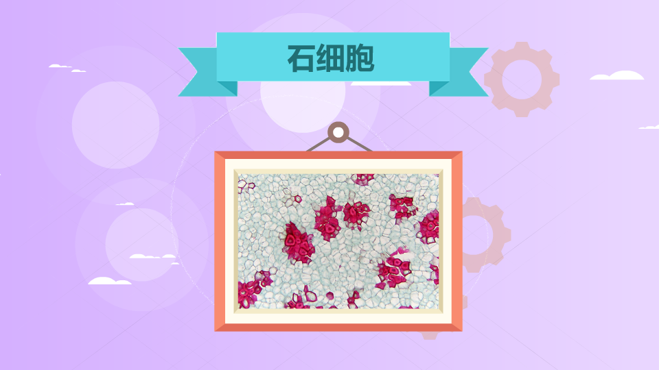 石细胞:一种具有支持作用的厚壁细胞