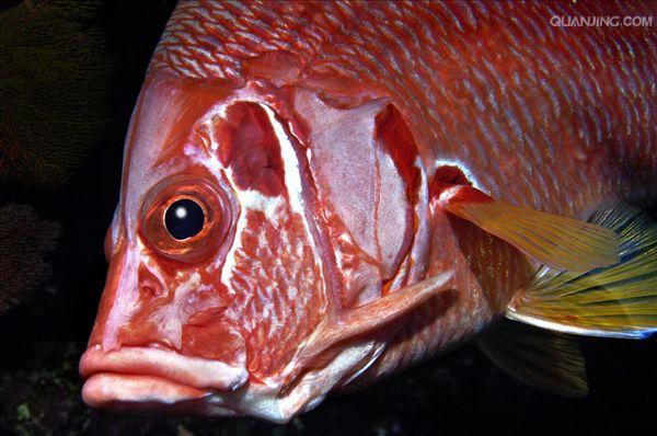 金鳞鱼是一种观赏鱼,通常鳍呈红色,遍体红色
