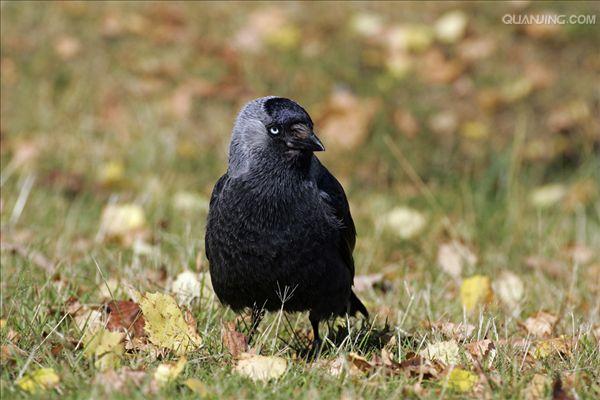  p>寒鸦(学名: i>corvus monedula /i>):体长37厘米.