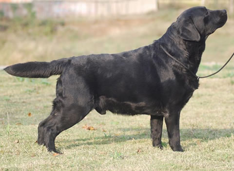  p>寻回犬,是 a target="_blank" href="/item/枪猎犬/10419767" data