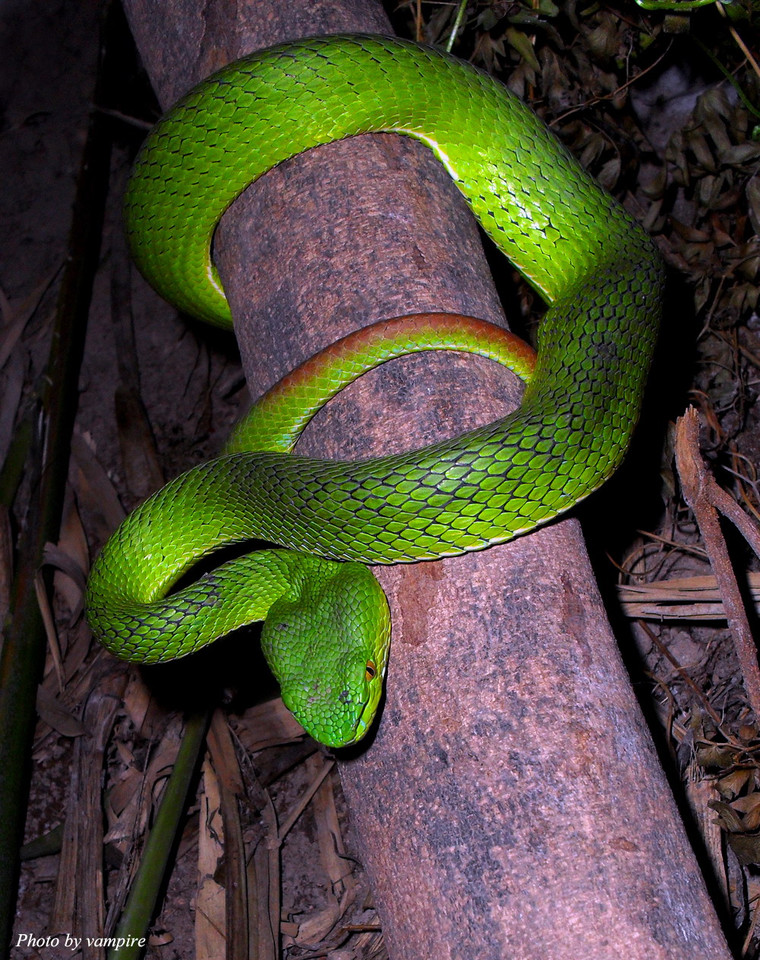  p>冈氏竹叶青(学名: i>viridovipera gumprechti /i>)是 a>腹蛇科 /a