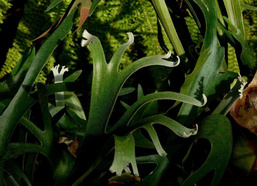  p>连珠蕨, a href="#" data-lemmaid="7564145