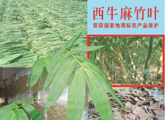 中国麻竹笋之乡_百度百科
