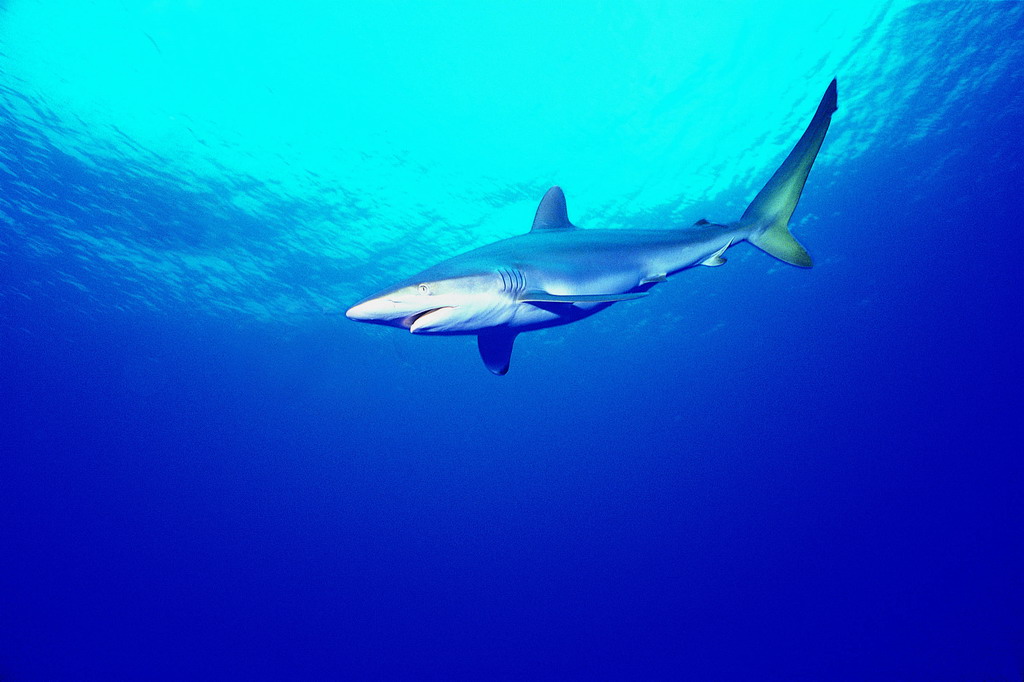 大青鲨