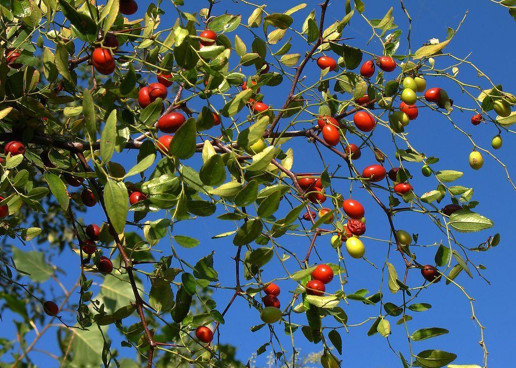 研究所 /a>1990年从金丝2号自然杂交的实生枣树中选育出的优良单株