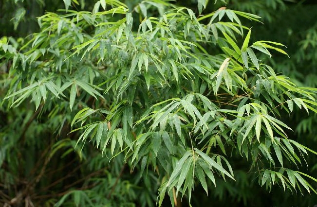  p>料慈竹(学名: i>bambusa distegia /i> (keng et keng f.