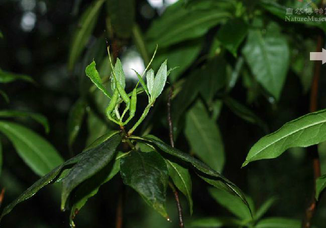  p>短梗杜鹃(拉丁学名: i>rhododendron brachypodum /i> fang et p.