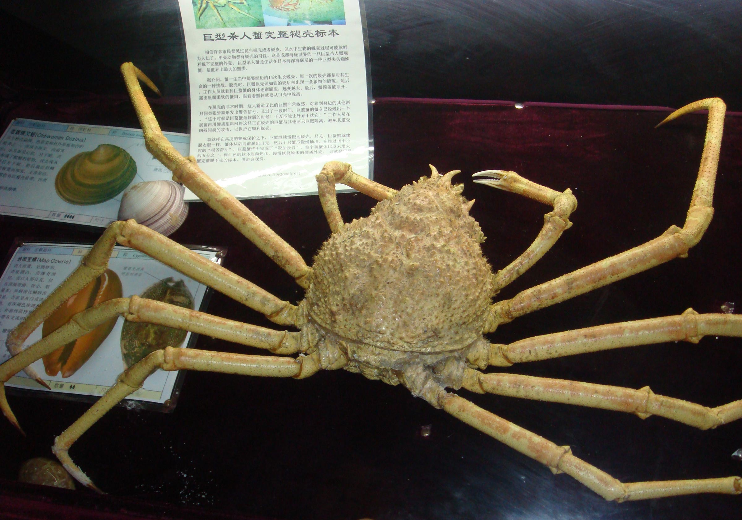  p data-id="gnwxetbaph">蜘蛛蟹是 a target="