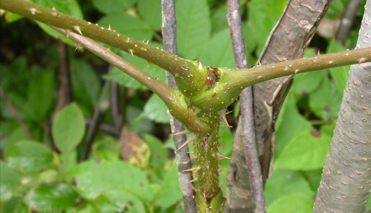  p>安徽楤木(学名:aralia subcapitata hoo), a href="#" data-lemma