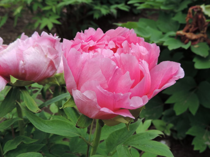  p>日月锦,牡丹花的一种,产于山东菏泽. /p>