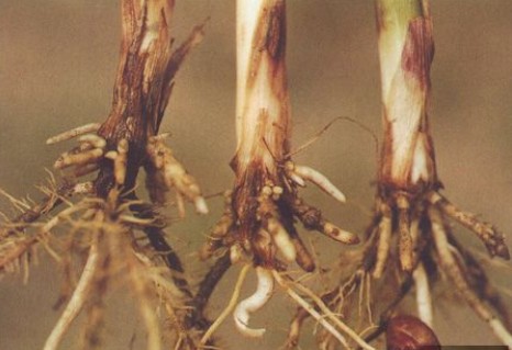 玉米立枯丝核菌根腐病