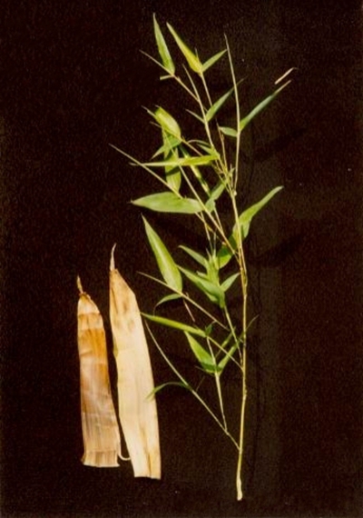  p>紫蒲头灰竹(学名: i>phyllostachys nuda /i> mcclure f.
