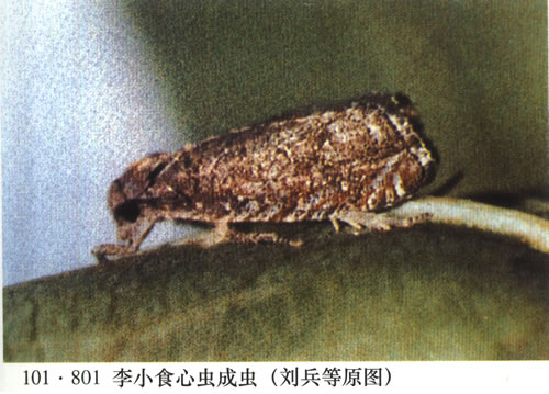  p>李小食心虫, i>grapholitha funebrana /i> treitscheke,为 a href